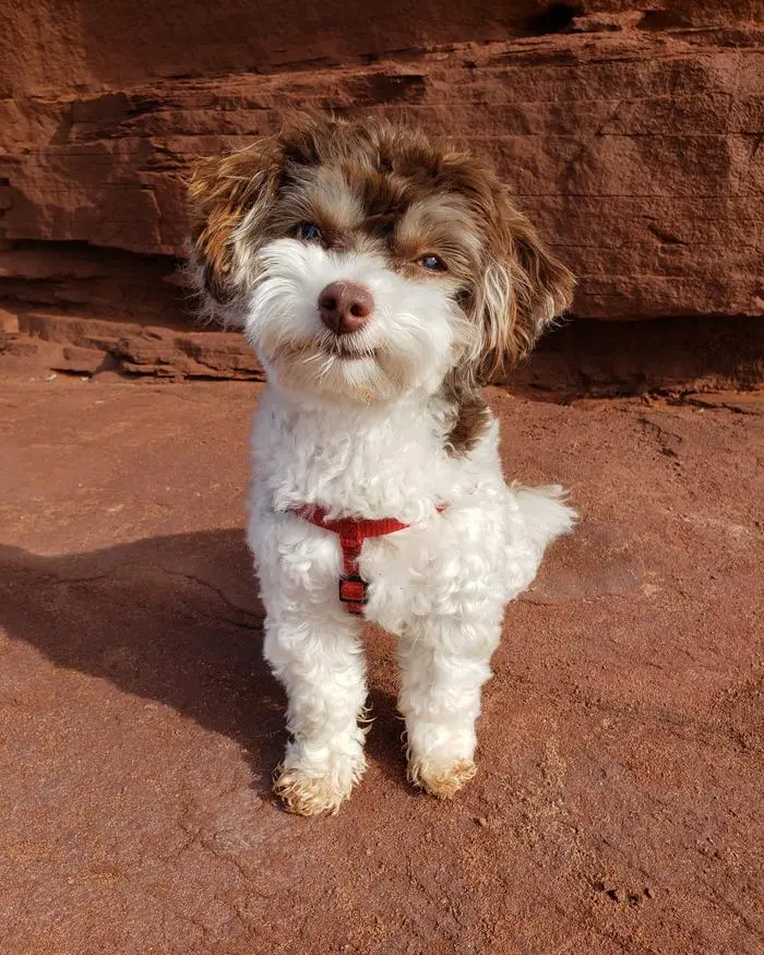 Coconut The Yorkiepoo-美圖3